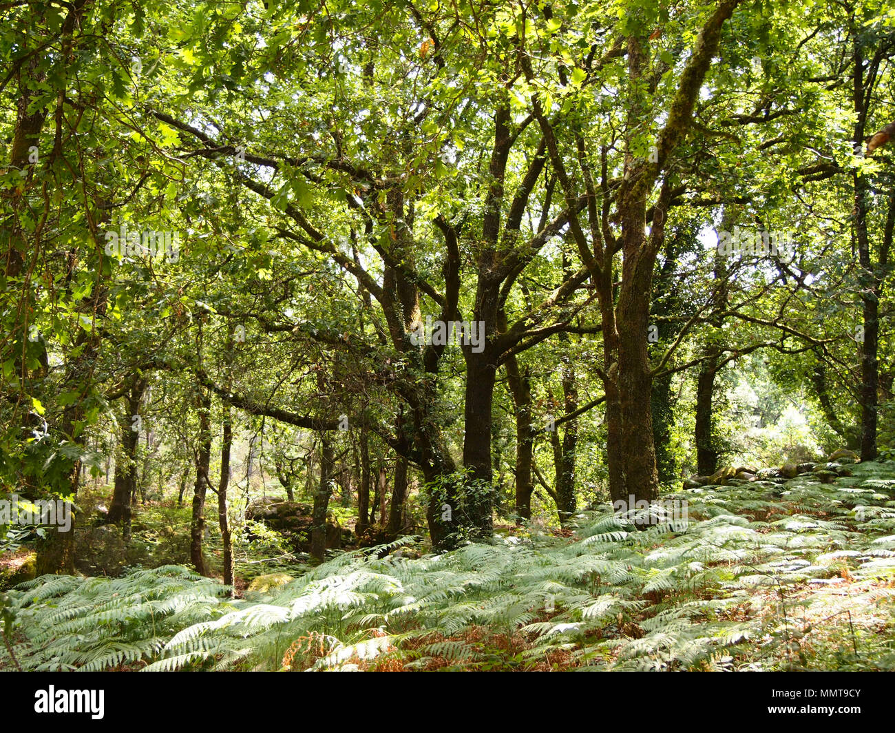 Der Mata da Albergaria, einem gut erhaltenen Eichenwald im Nationalpark Peneda-Gerês, Nordportugal Stockfoto