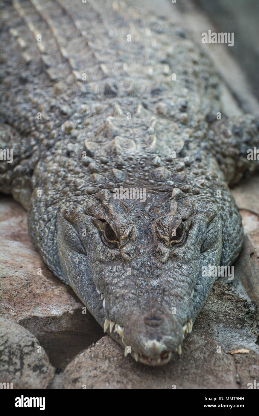 Philippinen-krokodil (Crocodylus mindorensis) an der Pittsburgh Zoo, Pittsburgh, Pennsylvania, USA Stockfoto