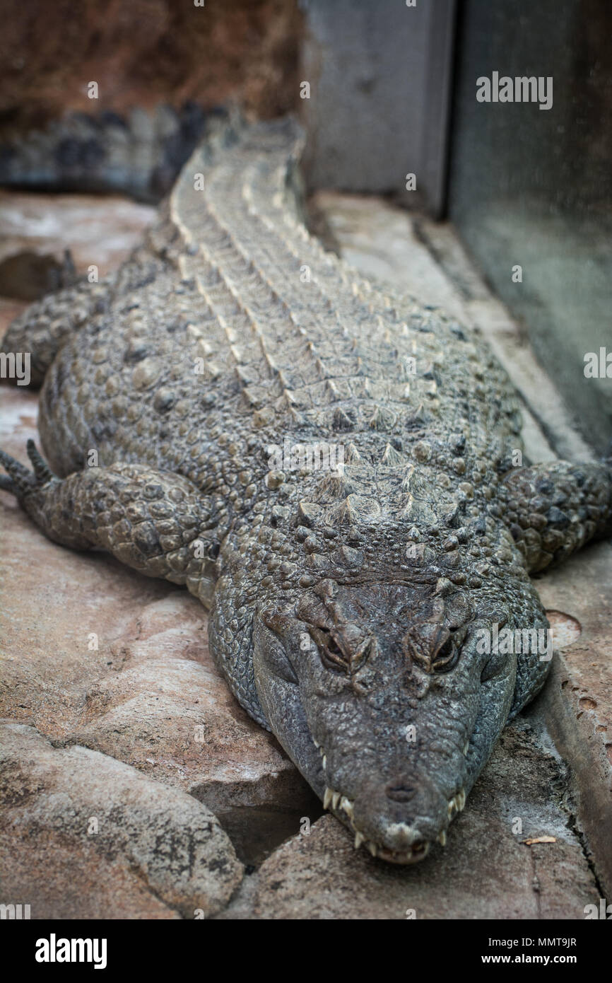 Philippinen-krokodil (Crocodylus mindorensis) an der Pittsburgh Zoo, Pittsburgh, Pennsylvania, USA Stockfoto