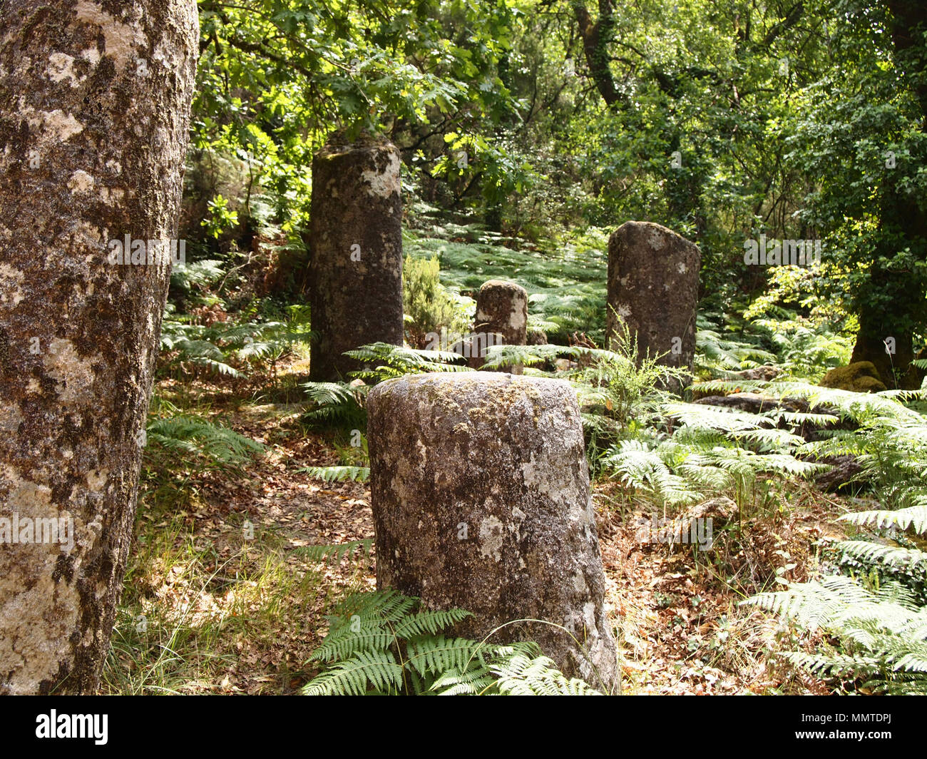 Der Mata da Albergaria, einem gut erhaltenen Eichenwald im Nationalpark Peneda-Gerês, Nordportugal Stockfoto