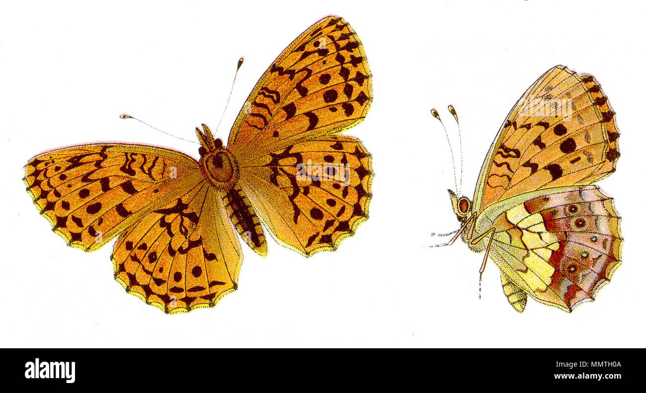 . English: Brombeer-Perlmutterfalter Brenthis daphne - Daphne - Brombeer-Perlmutterfalter Brenthis Stockfoto