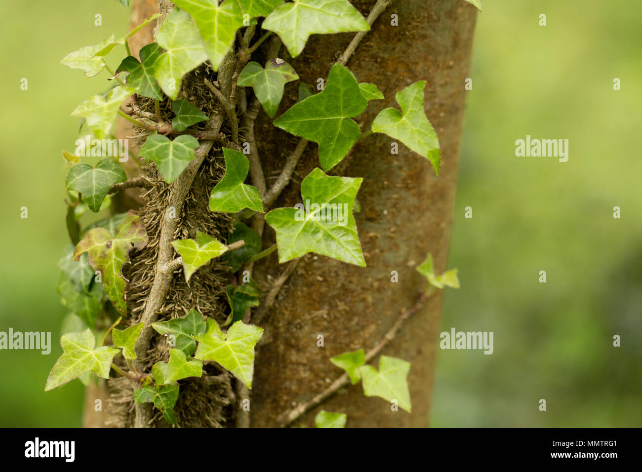 Efeu, Hedera helix, auf einen Baum in Sommergrünen Wäldern North Dorset England UK GB Stockfoto