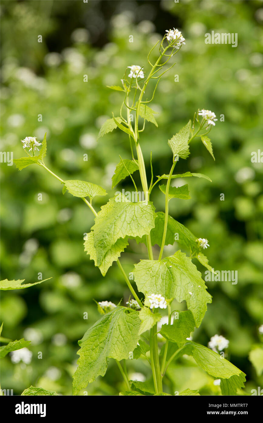 Blühende Jack-by-the-Hedge, Alliaria petiolata, neben einer kleinen Landstraße in North Dorset England UK GB. Es ist essbar und auch bekannt als Stockfoto