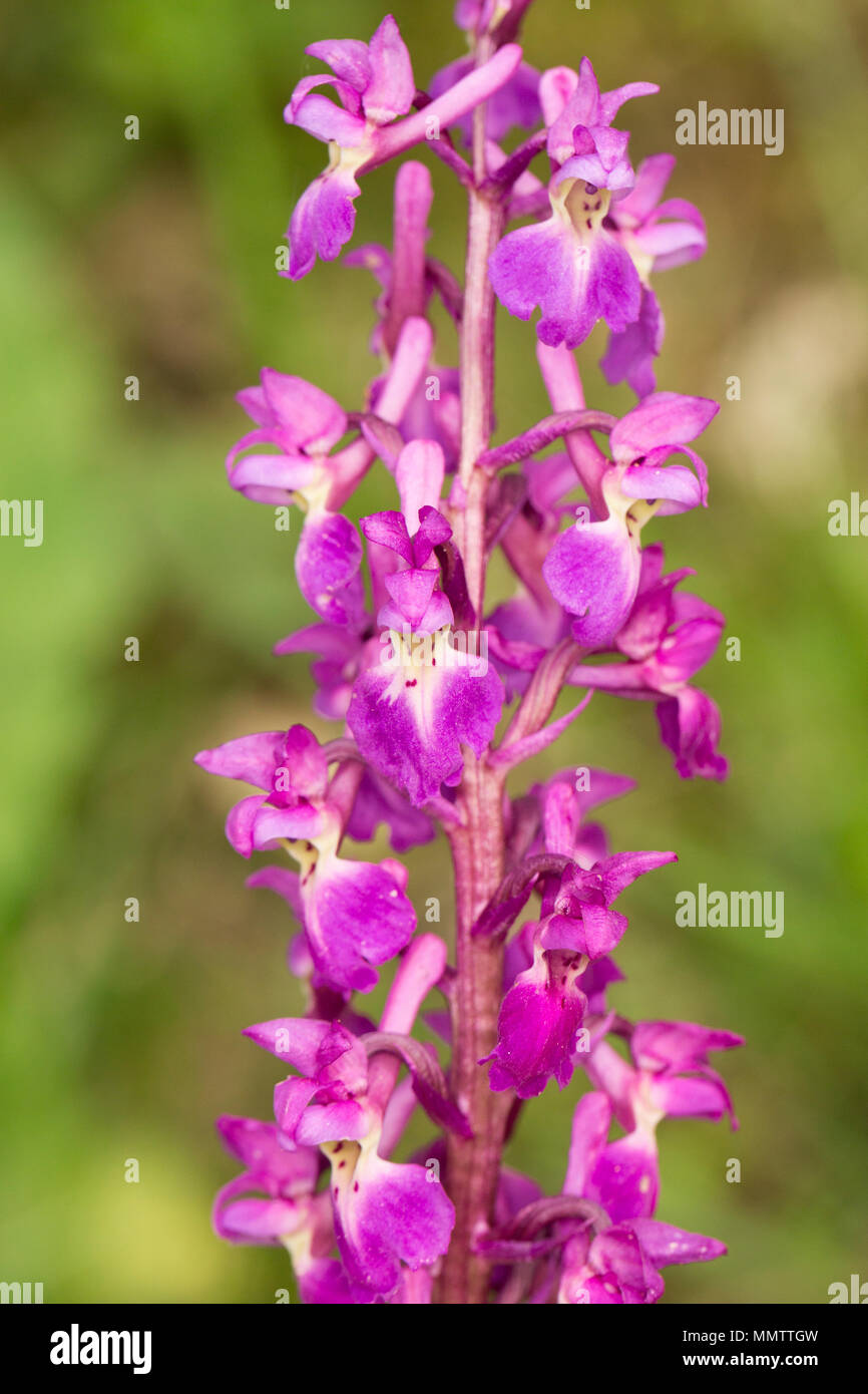 Early purple orchid, Orchis mascula, wächst in Laub- woodland Anfang Mai, North Dorset England UK GB. Stockfoto