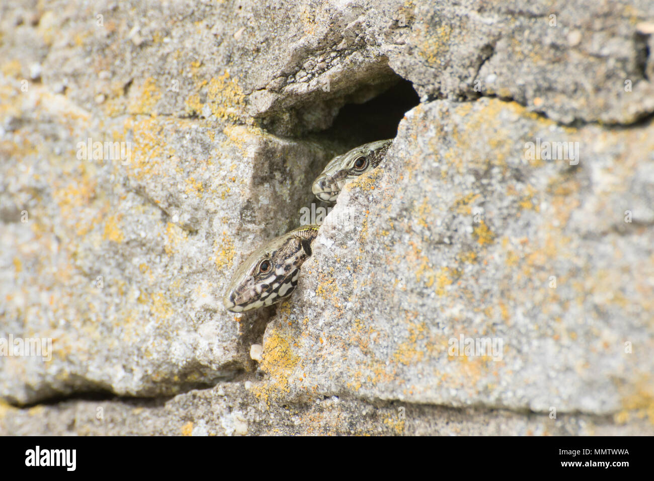 Zwei Eidechsen (Podarcis muralis), eine Einführung nicht heimischer Reptilienarten, in Boscombe in Dorset, UK, spähen aus einem Loch in der Wand Stockfoto