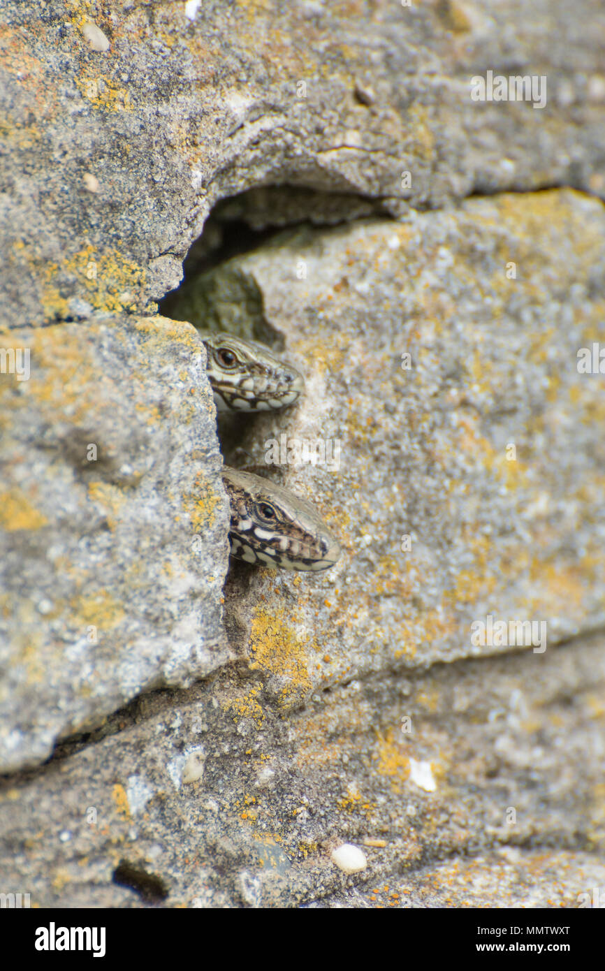 Zwei Eidechsen (Podarcis muralis), eine Einführung nicht heimischer Reptilienarten, in Boscombe in Dorset, UK, spähen aus einem Loch in der Wand Stockfoto