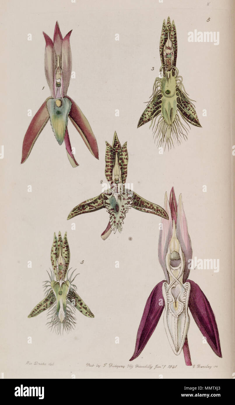 . Abbildung: I. Catasetum callosum II. Catasetum cristatum (syn. Catasetum cornutum) III. Catasetum barbatum IV. V. Catasetum Catasetum laminatum lanciferum. 1841. Miss Drake (1803-1857) Del., G. Barclay sc. Catasetum callosum-Cristatum (als cornutum) - barbatum - laminatum - lanciferum - Edwards vol 27 (NS4) pl 5 (1841) Stockfoto