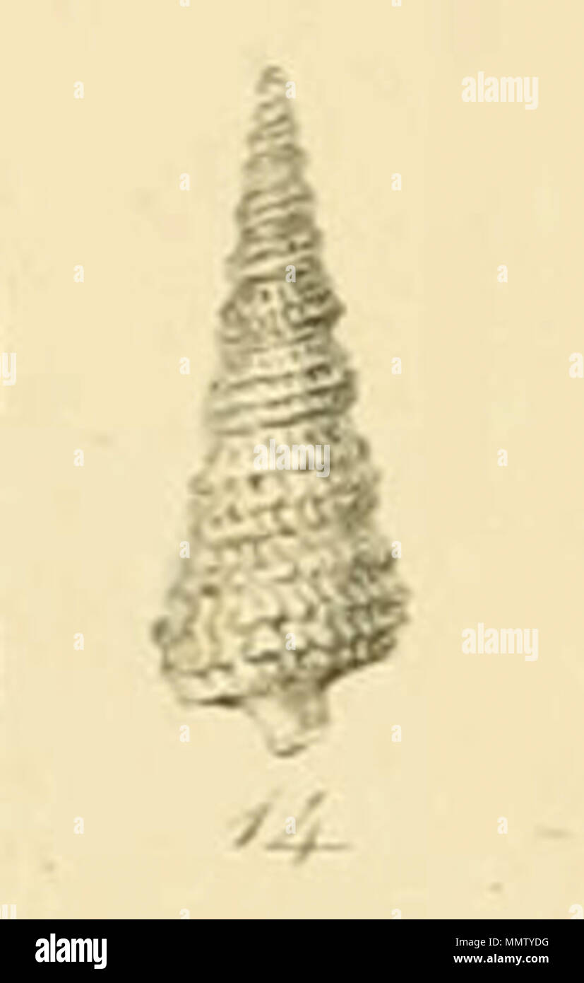 . Englisch: Cerithiopsis metula Lovén (cerithium), als Cerithiella metula [1] angenommen. Aus illustrierten Index der britischen Schalen, Teller XV., Abb. 14. . 1859. George Brettingham Sowerby II (1812 - 1884) Beschreibung Naturforscher und Illustrator Datum der Geburt / Tod am 25. März 1812 vom 26. Juli 1884 Ort der Geburt / Todes Lambeth Wood Green Authority control: Q 1223045 VIAF:?:? ISNI 73969050 0000 0000 8153 9905 88669749 LCCN:?n NLA:?? 117648485 35246704 GND: WorldCat Cerithiopsis metula (Sowerby) Stockfoto