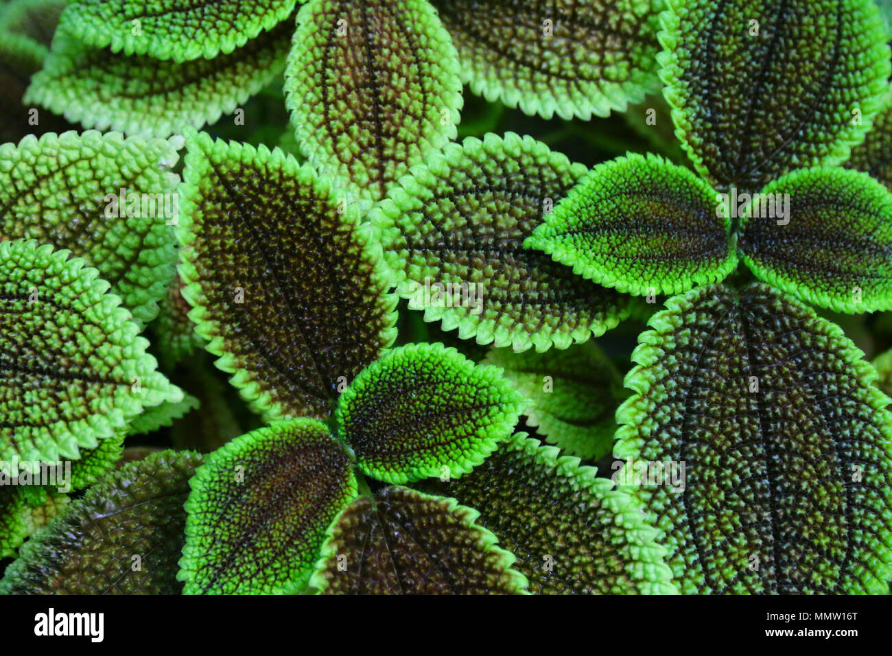 Sehr einzigartigen bunten suchen Grün/Braun tropische Blätter in einem botanischen Garten. Stockfoto