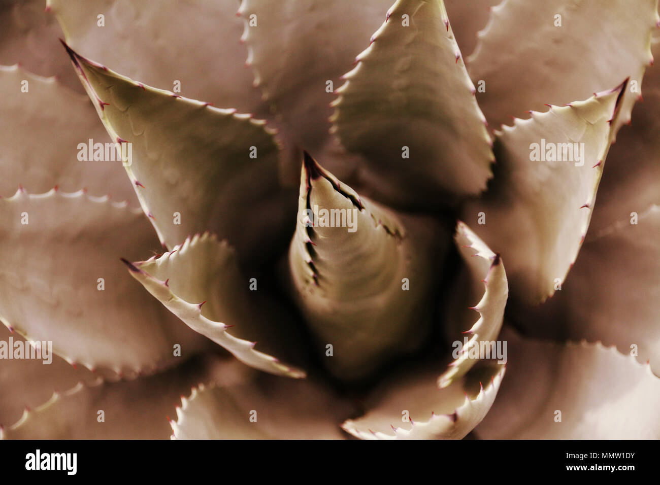 Ein Blick eines grossen Kaktus mit langen und scharfen Blätter. Sehr einzigartig. In einem botanischen Garten platziert. Stockfoto
