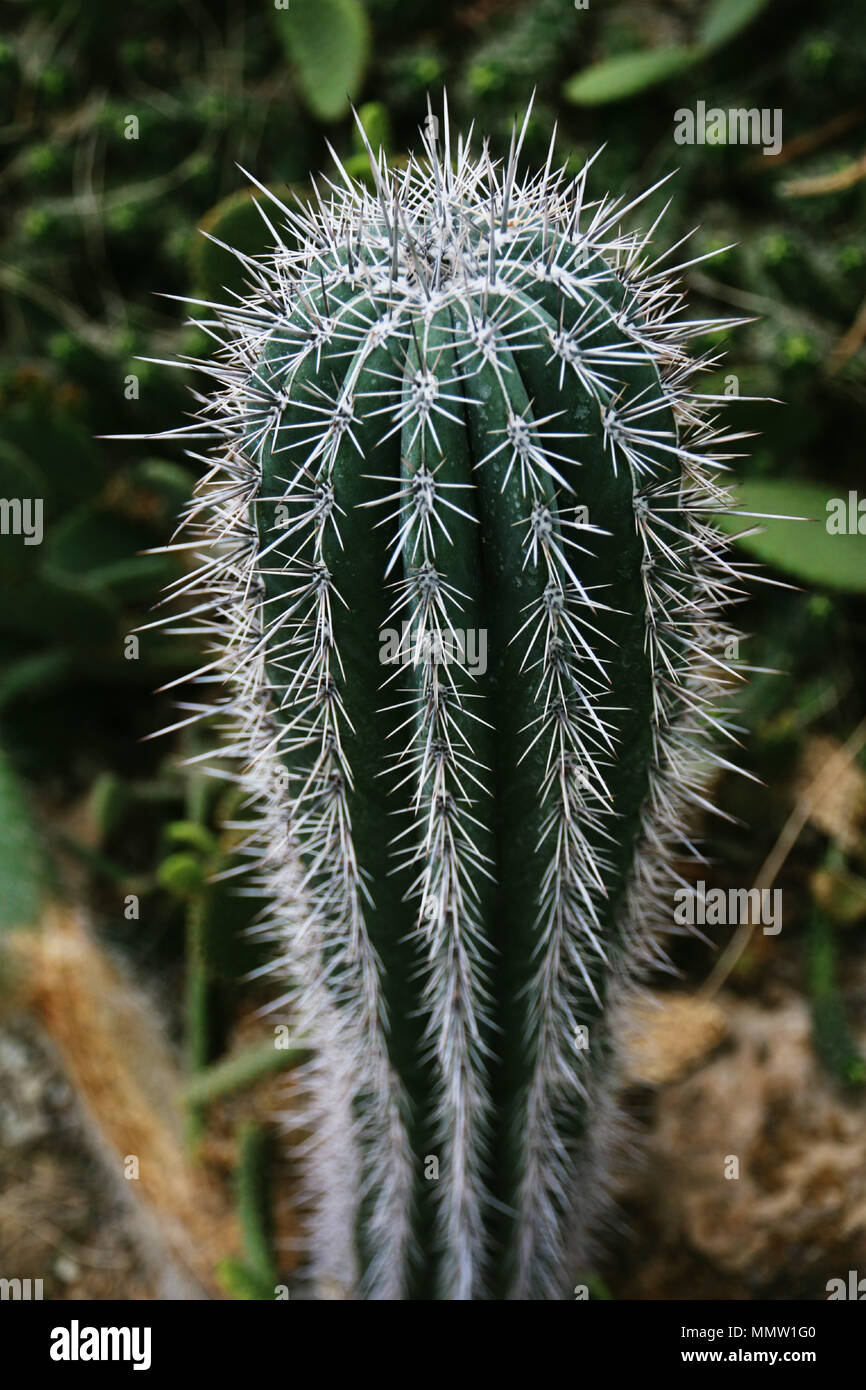 Ein Blick von sehr hoher und große Kakteen mit langen und scharfen Spitzen. In einem botanischen Garten platziert. Stockfoto