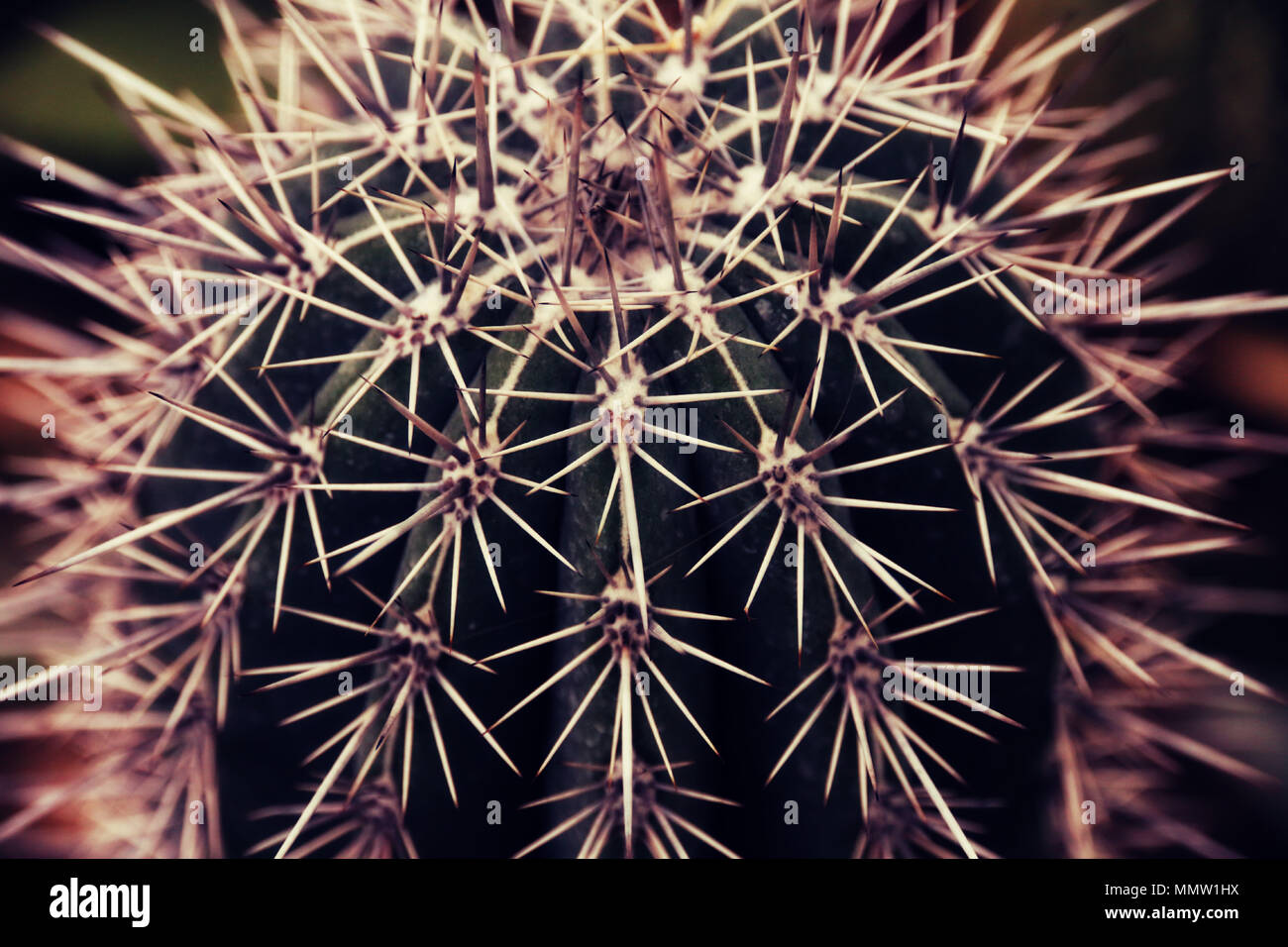 Ein Blick von sehr hoher und große Kakteen mit langen und scharfen Spitzen. In einem botanischen Garten platziert. Stockfoto