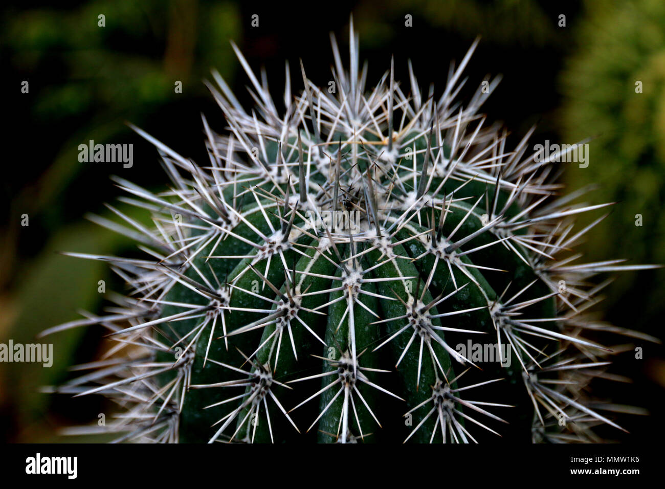 Ein Blick von sehr hoher und große Kakteen mit langen und scharfen Spitzen. In einem botanischen Garten platziert. Stockfoto