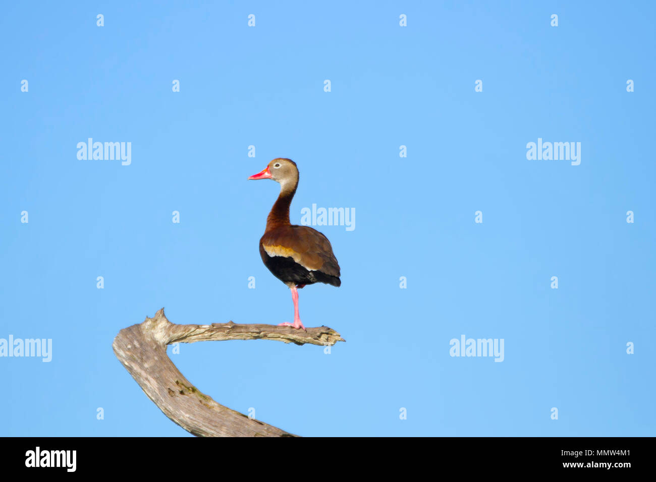 Ein pfeifendes Ente auf einem Ast in den Florida Everglades links. Stockfoto