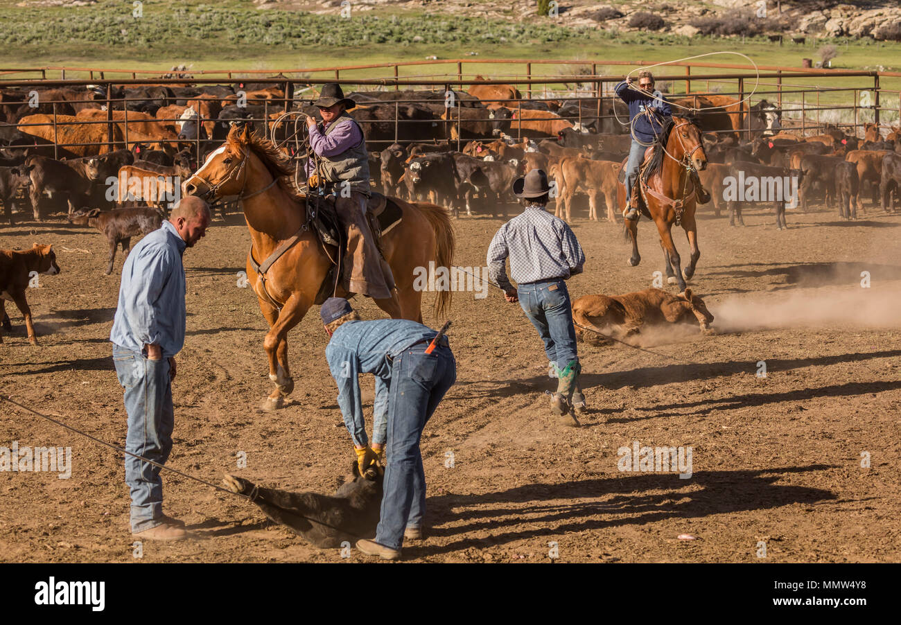 23. MAI 2017 - La Sal Mountains, Utah - Cowboys Marke Vieh in der Nähe von La Sal, Utah an der Route 46 in der Nähe von Colorado-Utah Grenze - in der Nähe der Manti-La Sal National Foest Stockfoto