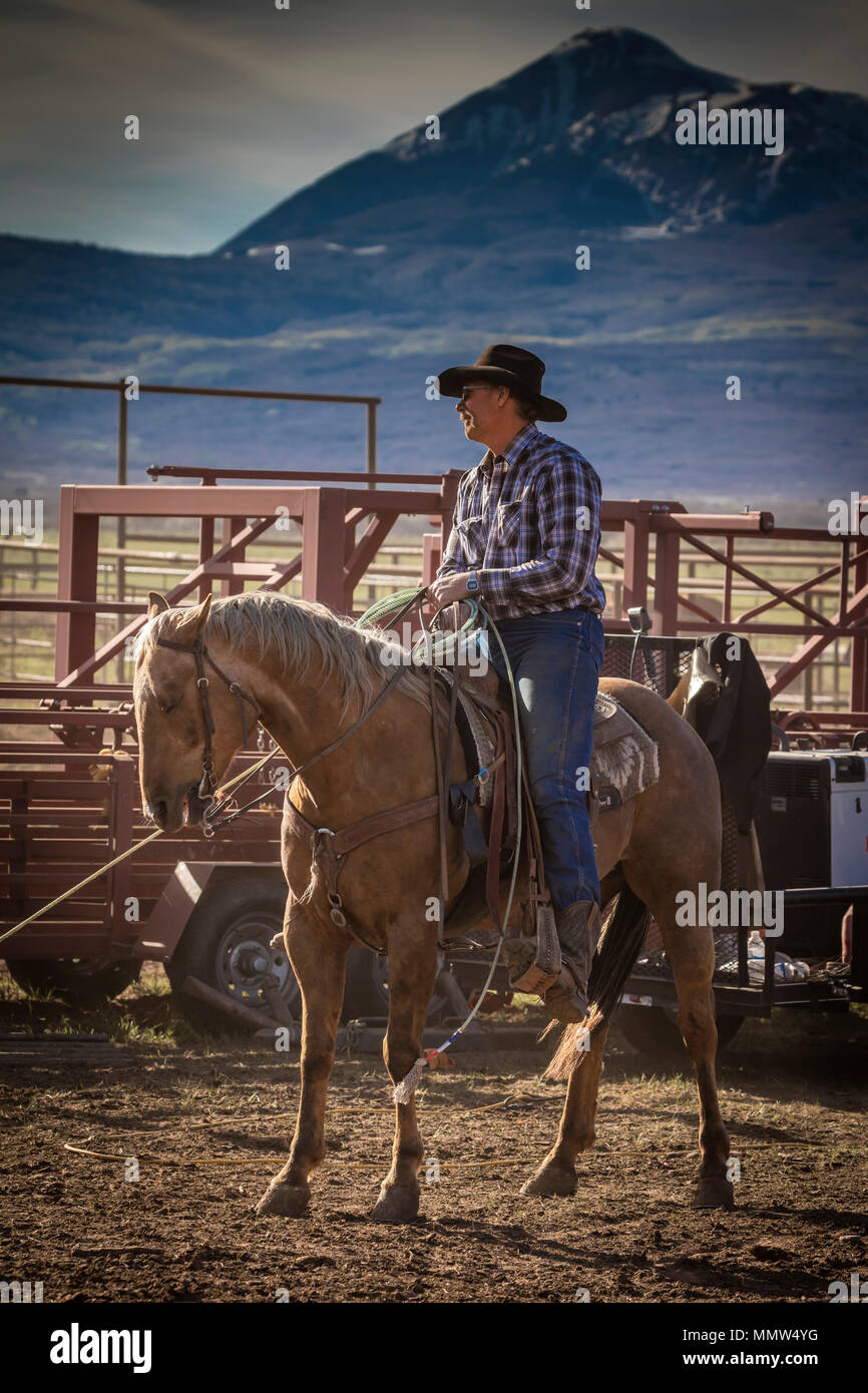 23. MAI 2017 - La Sal Mountains, Utah - Cowboys Marke Vieh in der Nähe von La Sal, Utah an der Route 46 in der Nähe von Colorado-Utah Grenze - in der Nähe der Manti-La Sal National Foest Stockfoto