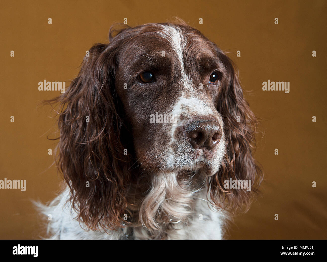 Springer Spaniel studio Shot Stockfoto
