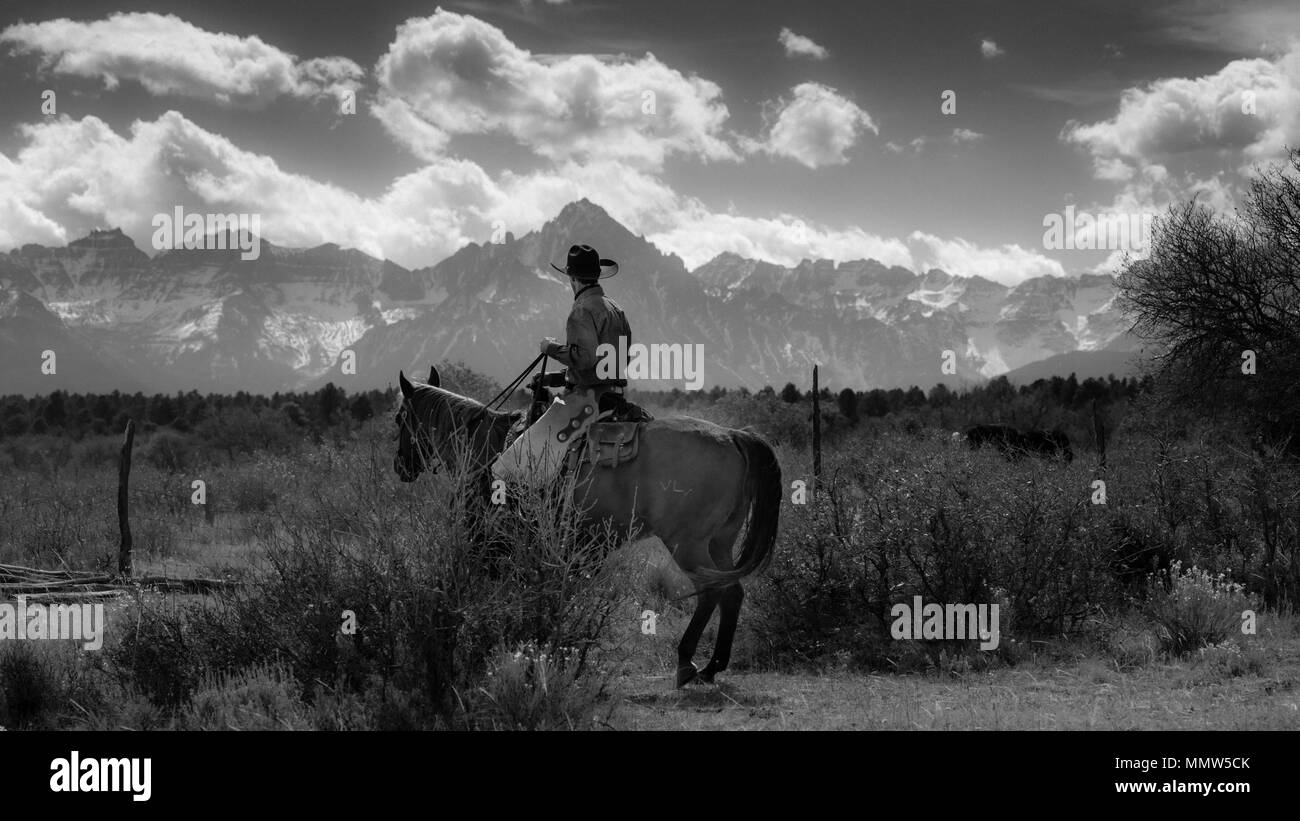 Oktober 2017, Ridgway, Oberst orado: Cowboy - am Viehtrieb sammeln Angus/Hereford kreuz Kühe und Kälber der doppelten Schuh Cattle Company, Centennial Ranch, San Juan Berge Stockfoto
