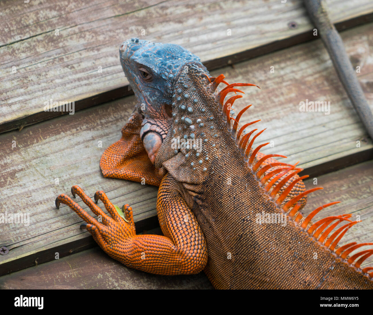Grüne amerikanische iguana Blau und Rot morph auf hölzernen Hintergrund Stockfoto