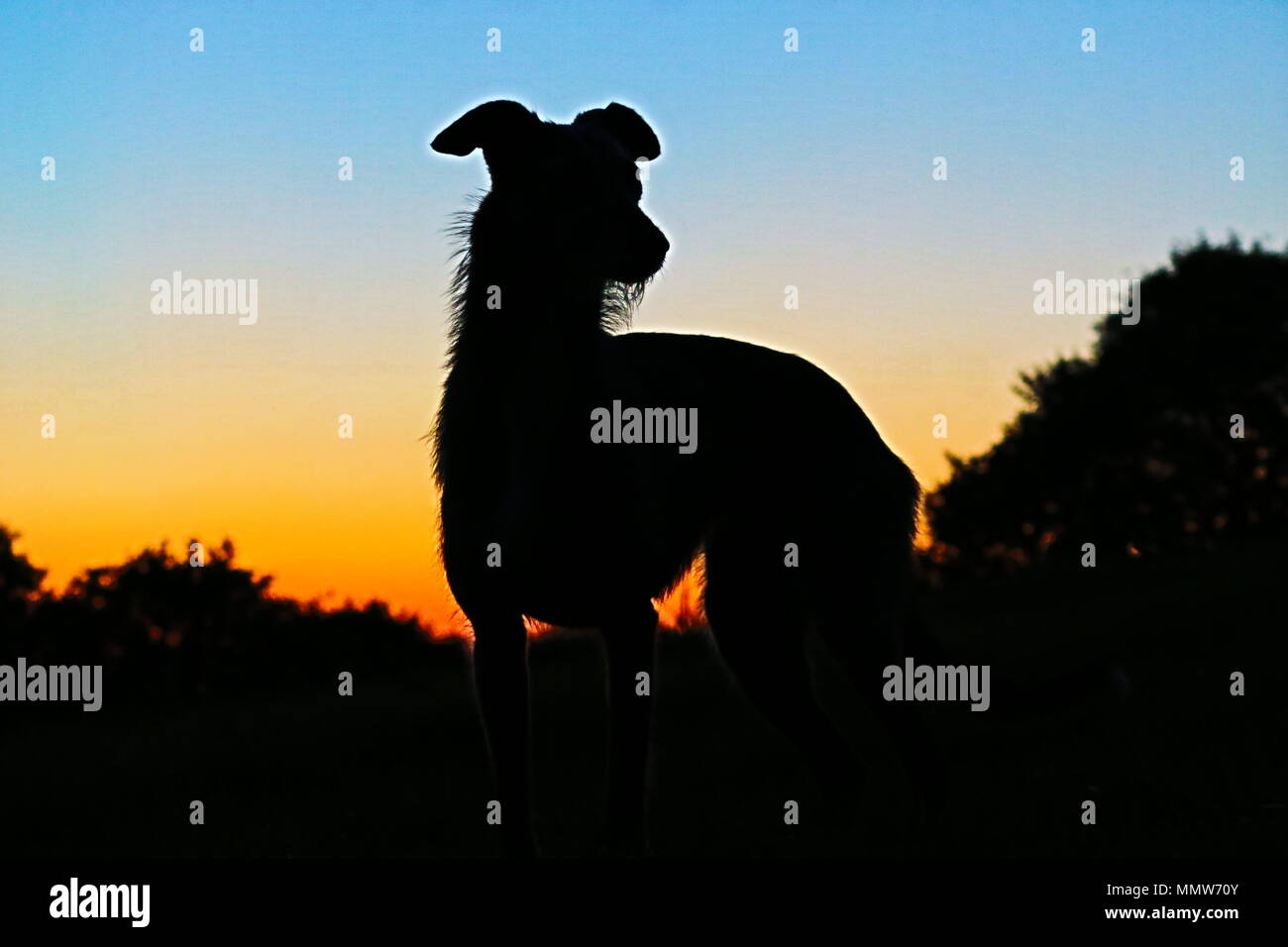 Silhouette einer traditionellen lurcher Hund gegen einen Sonnenuntergang Hintergrund mit einer silhouette Bäume und Hecke gesetzt Stockfoto