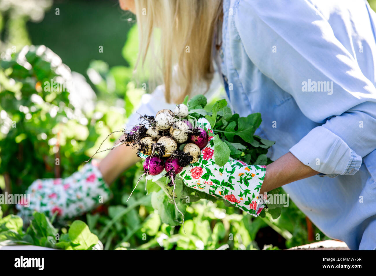 Gartenarbeit - Frau ist die Ernte Radieschen von der angehobenen Bed Stockfoto