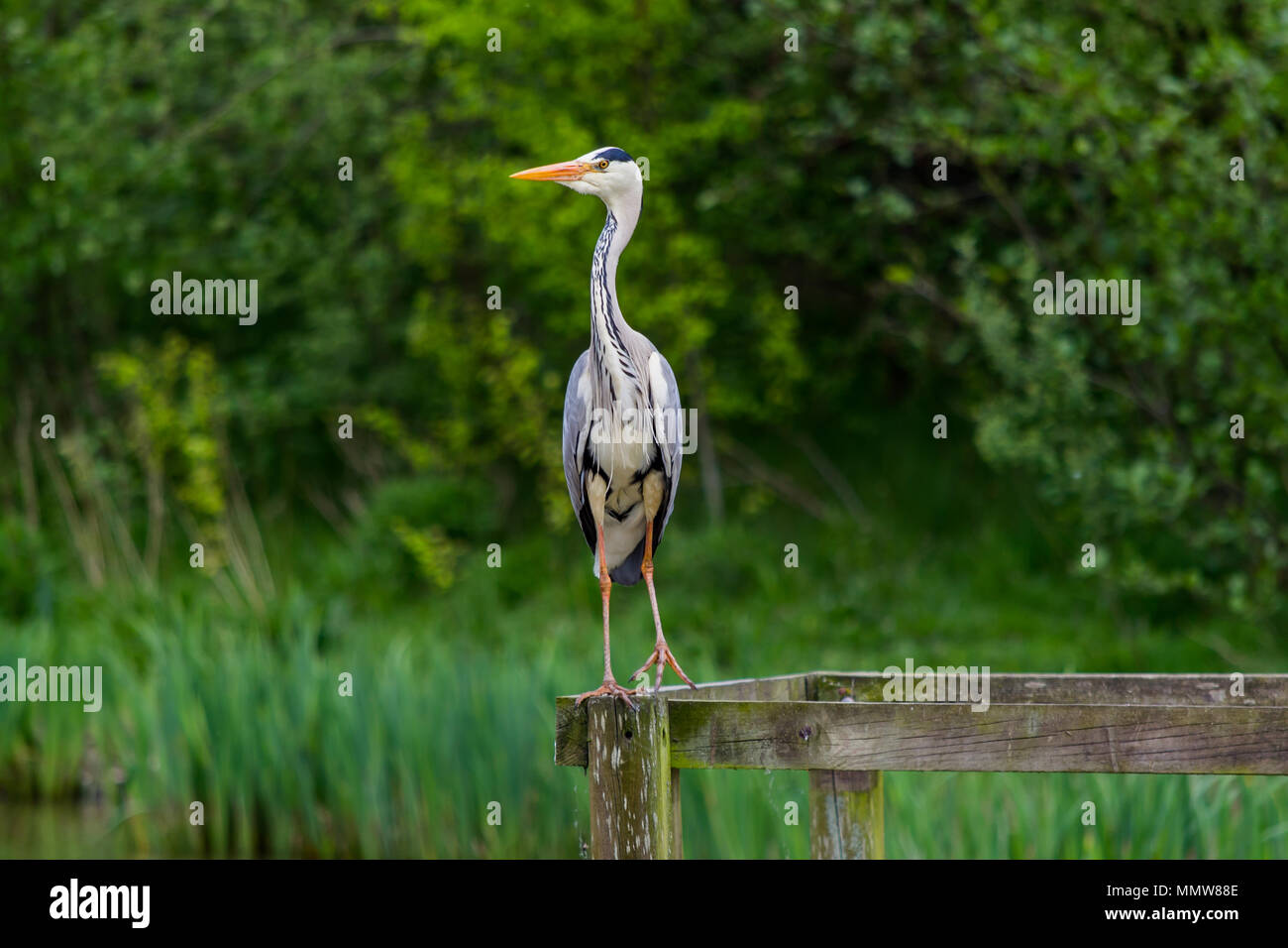 Ein Reiher stehend auf einem Holzrahmen auf der Seite Stockfoto