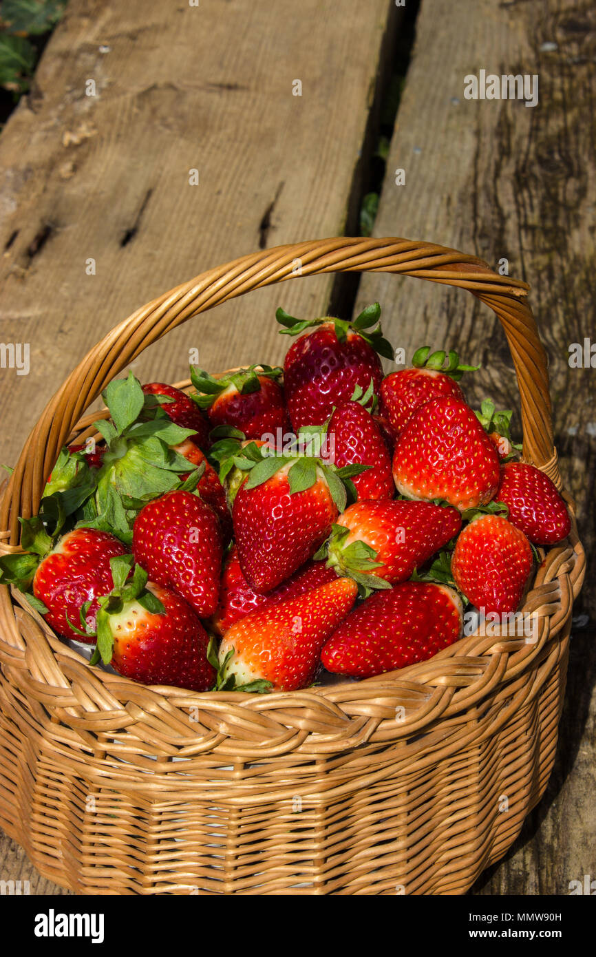 Frische Erdbeeren in einem Korb im Garten. Vorstand mit Efeu bewachsen. Stockfoto