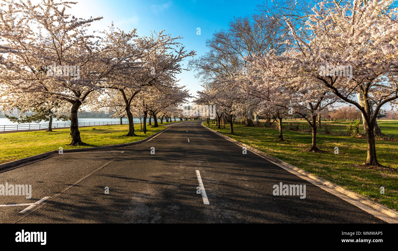 APRIL 10, 2018 - Washington D.C. - USA Kirschblüten zu Hains Punkt, Osten Tidal Basin Washington D.C. Stockfoto