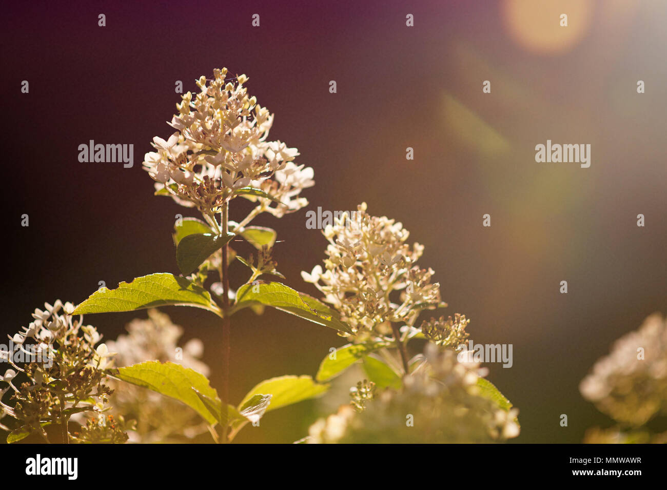 Hydrangea in warme Hintergrundbeleuchtung mit Sun flare Stockfoto