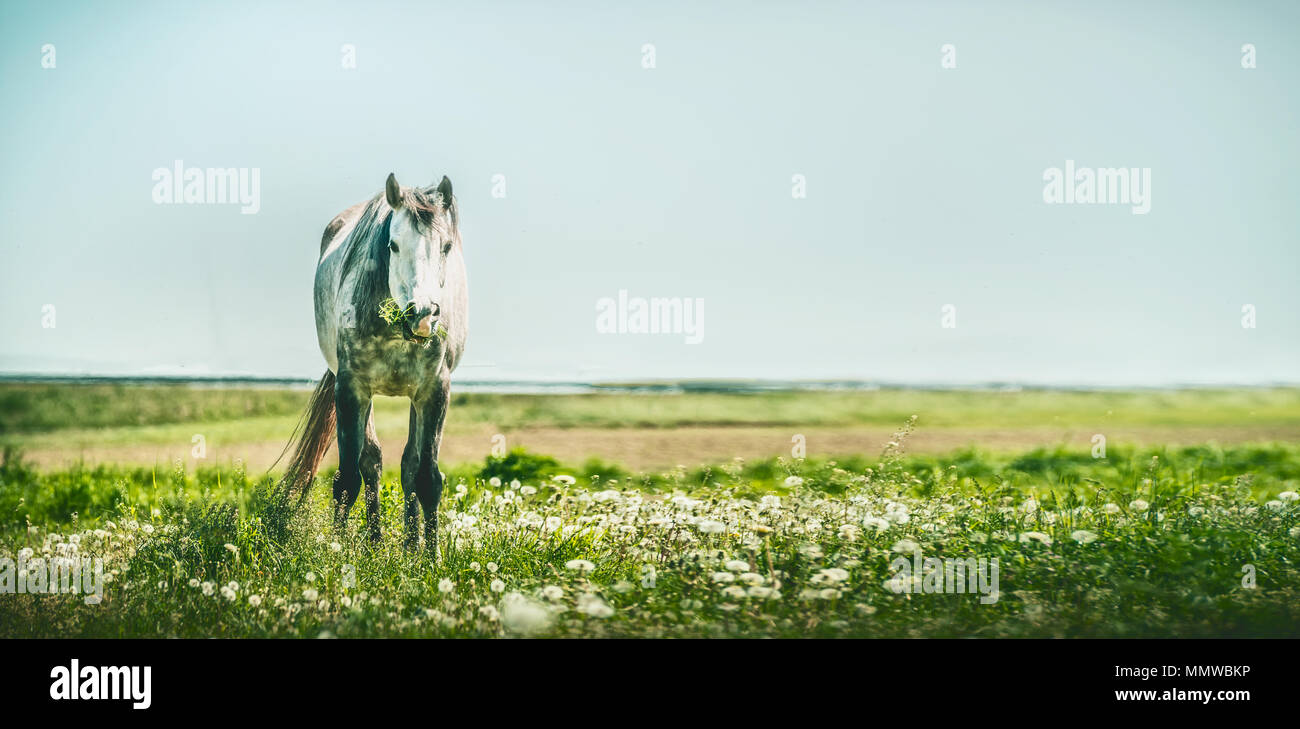 Graues Pferd mit Haufen Gras in den Mund. Sommer Pferd weiden, Banner Stockfoto