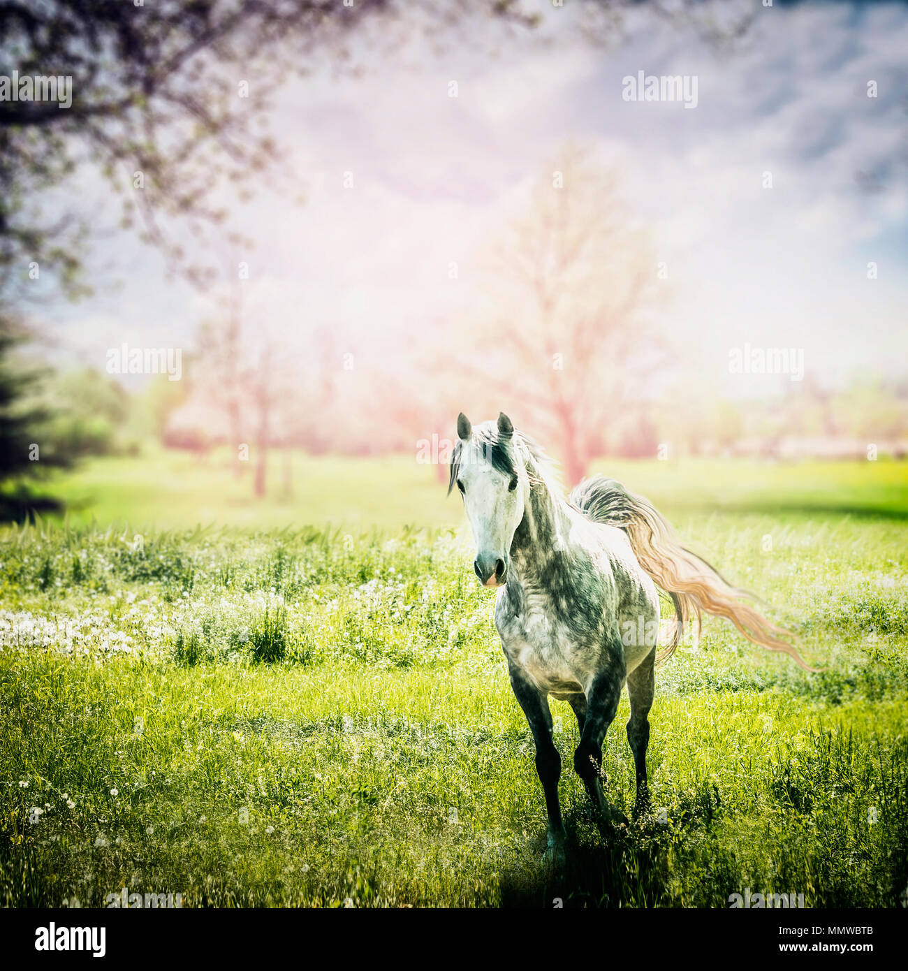 Grau, arabische Pferd mit einem sich entwickelnden Schwanz läuft mit Grün im Frühling oder im Sommer auf der Weide Stockfoto