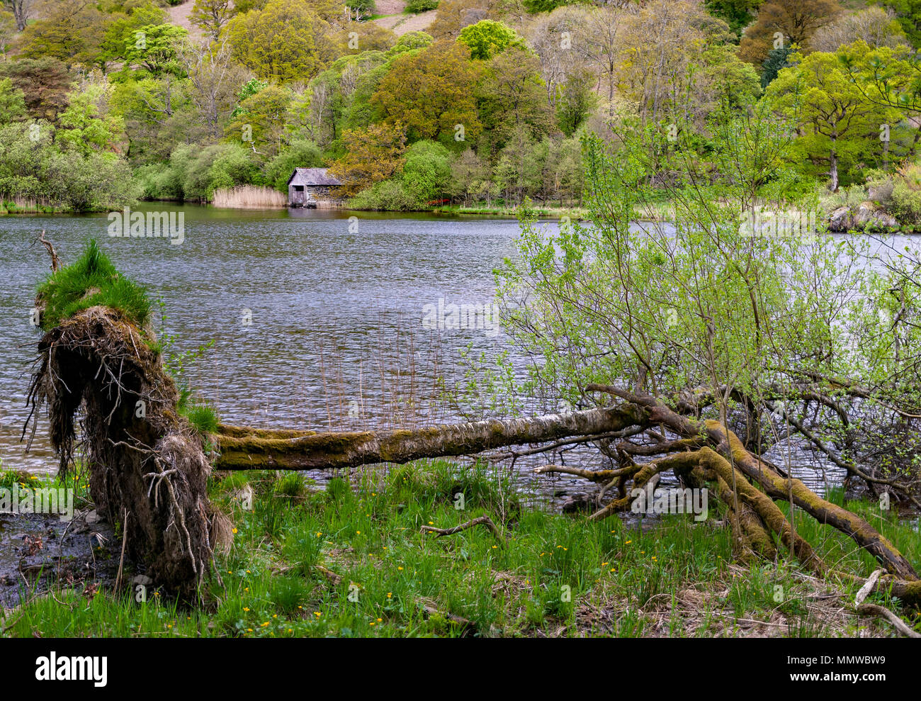 Clourful Bäume rund um das boathouse auf Rydal Wasser in den Seen. Lake District gefallenen Baum im Vordergrund Stockfoto