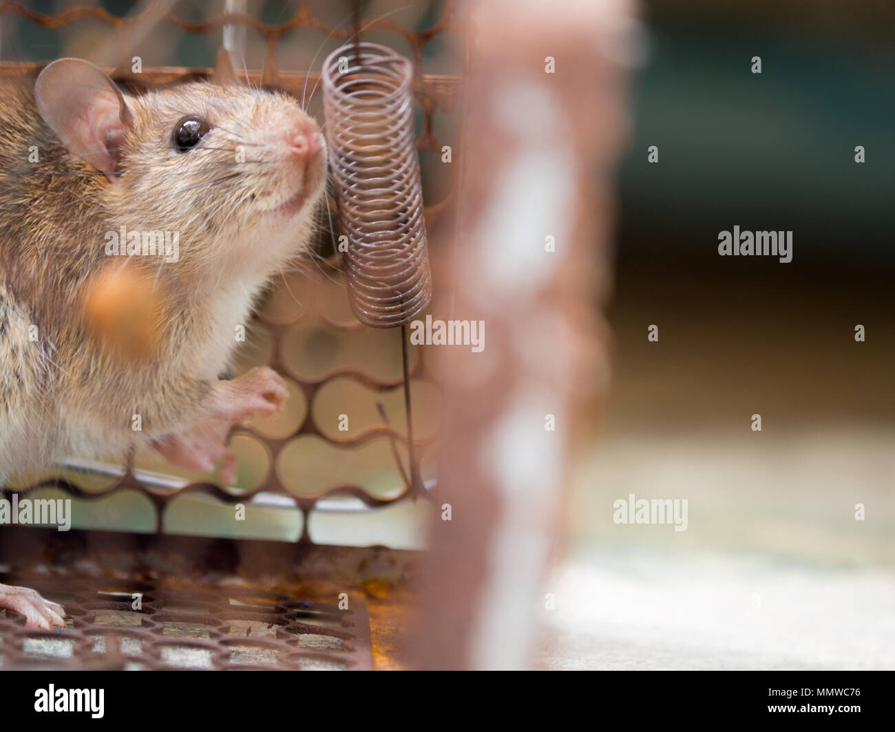 Die Ratte war in einem Käfig zu verfangen. Die Ratte hat ein ...
