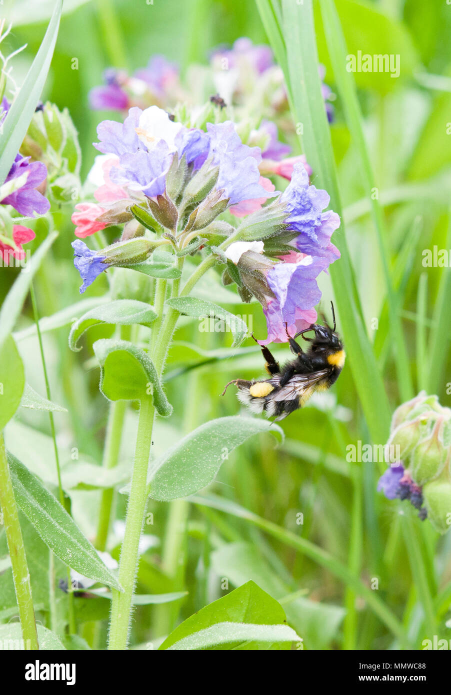 Hummel auf einer Blüte Nektar finden Stockfoto