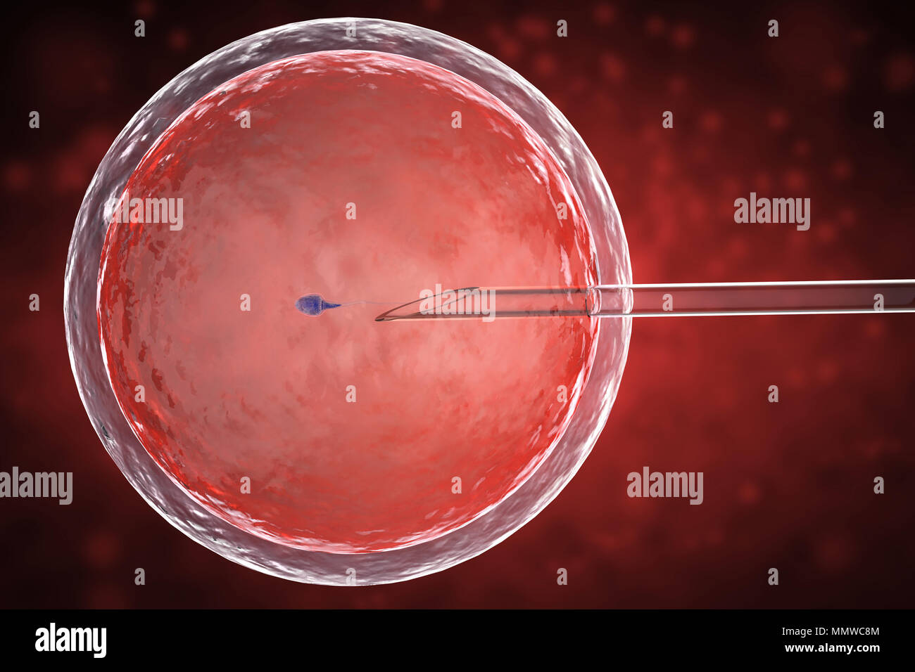 3D-Rendering ovum mit Nadel für künstliche Befruchtung, der In-vitro-Fertilisation Stockfoto