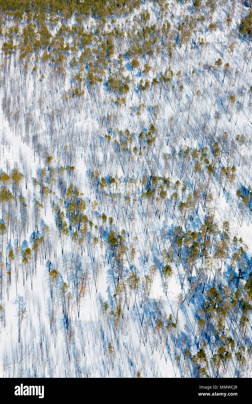 Kiefer Woodlands, Ansicht von oben Stockfoto