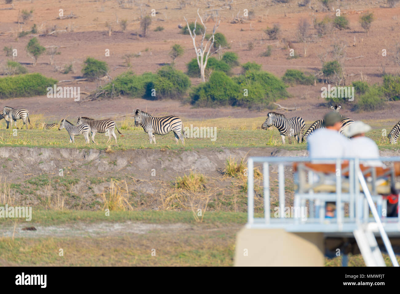 Touristische beobachten Herde Zebras grasen in den Busch. Bootsfahrt und Wildlife Safari auf dem Chobe River, Namibia Botswana Grenze, selektiven Fokus Afrika. Stockfoto