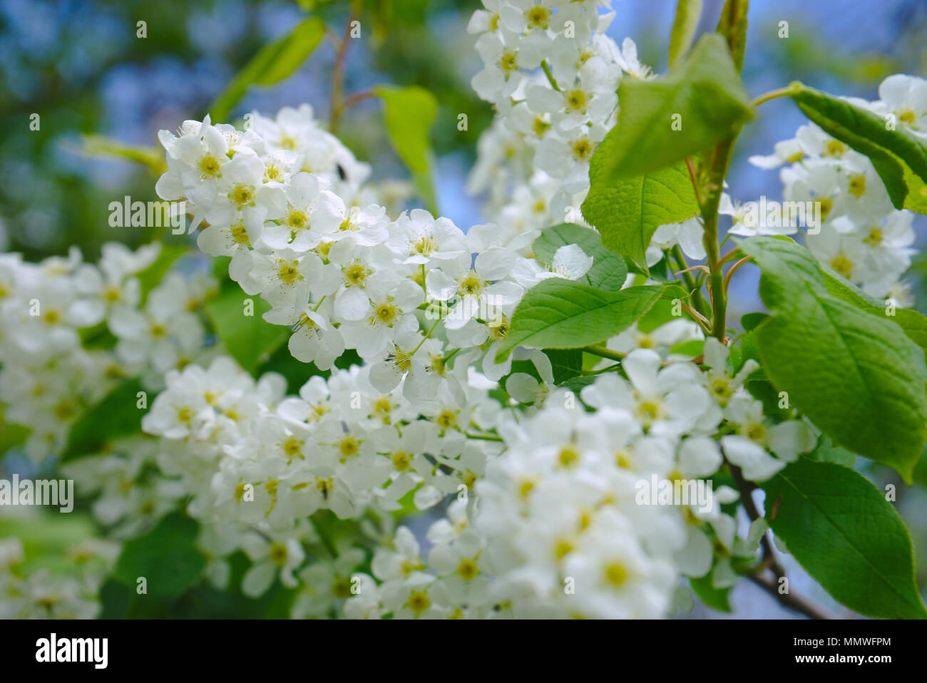 Die weißen Blüten des Jasmin auf Niederlassung in Nahaufnahme, (jasminum) Stockfoto