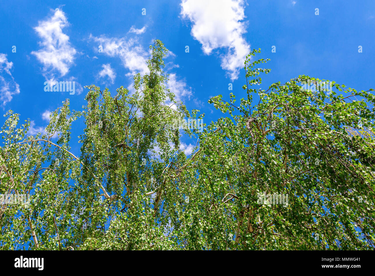 Birke Äste gegen den blauen Himmel Hintergrund im Frühling Stockfoto