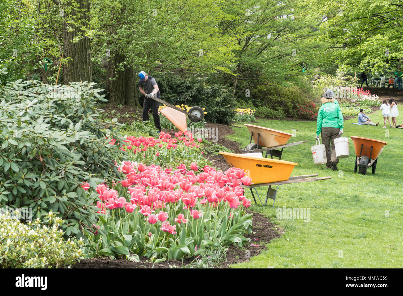 Central Park Gärtner und Freiwillige Pflanzen Blumen im Frühling, NYC, USA Stockfoto