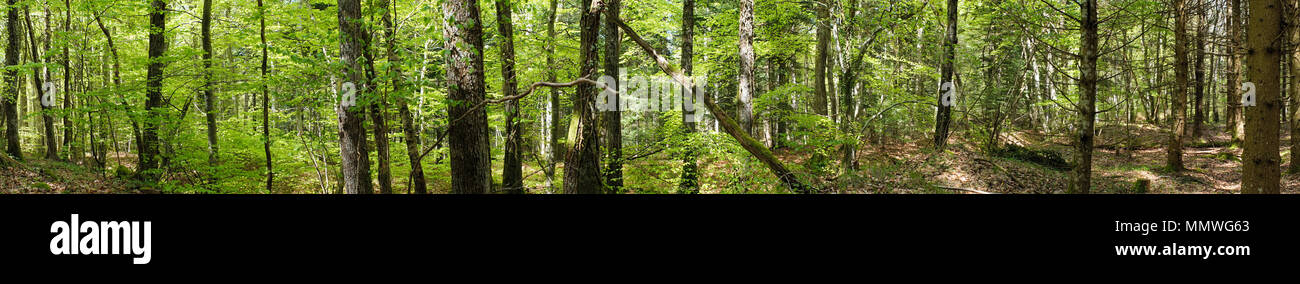 360 Grad Panorama-aufnahme im Wald Stockfoto