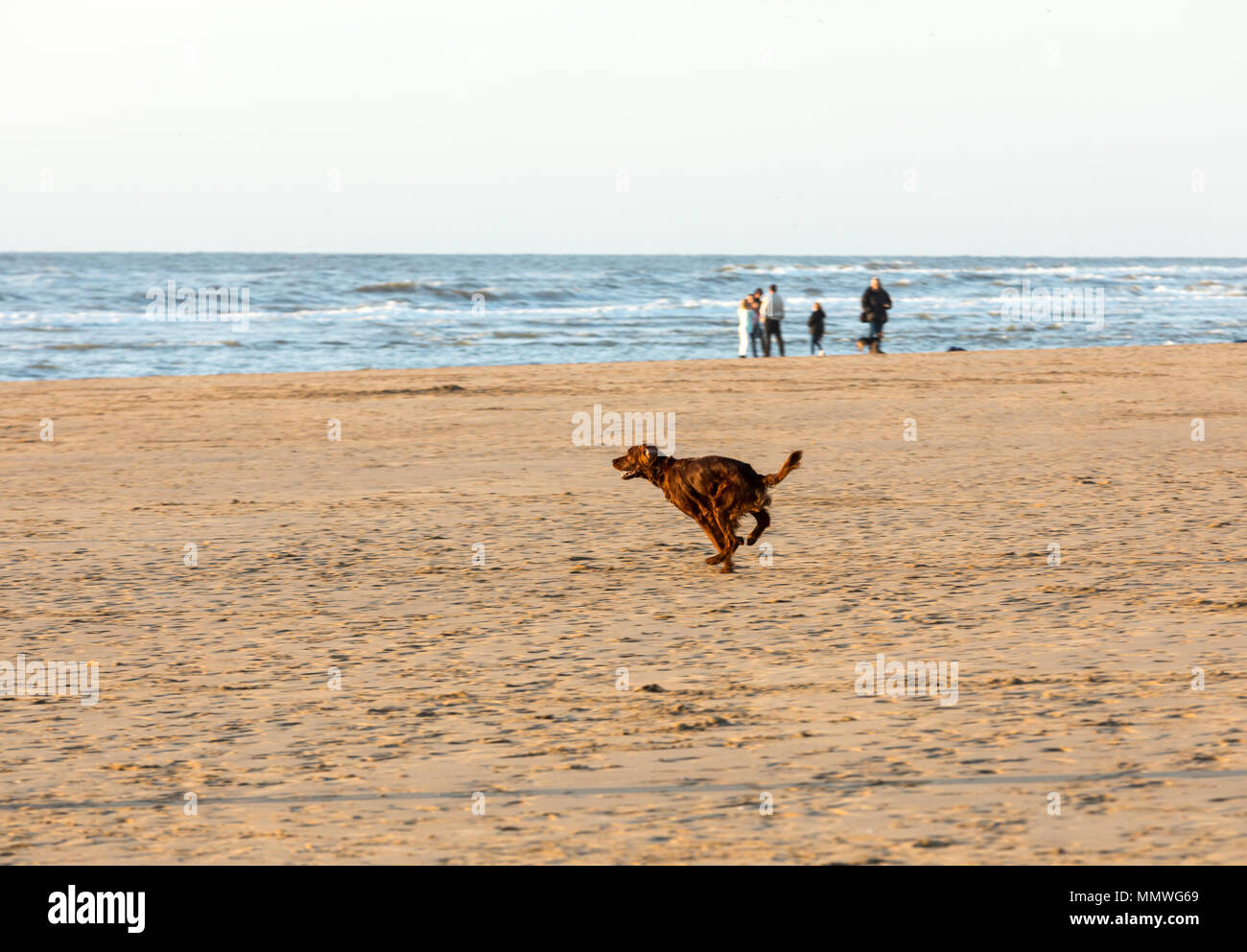 Katwijk, Niederlande - 23 April, 2017: Red setter Hund Spaß an einem Strand  von Katwijk aan Zee, Niederlande Stockfotografie - Alamy