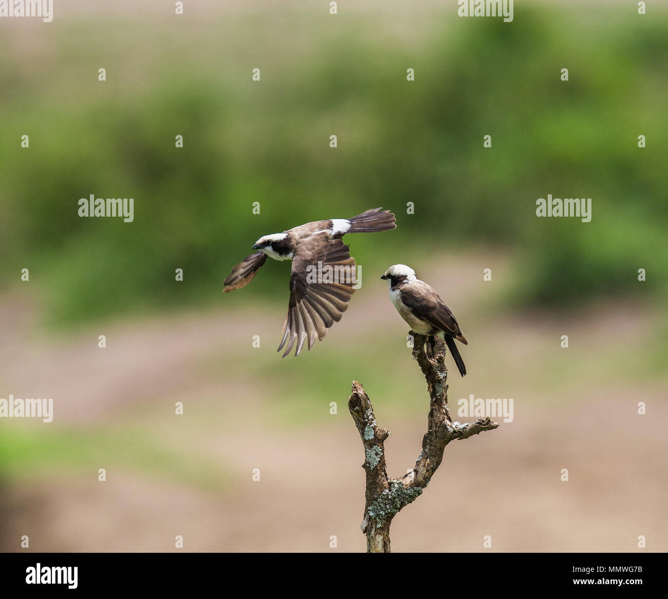 Ausgezeichnete Starling sitzt auf einem Zweig von Acacia. Afrika. Kenia. Tansania. Serengeti National Park. Stockfoto