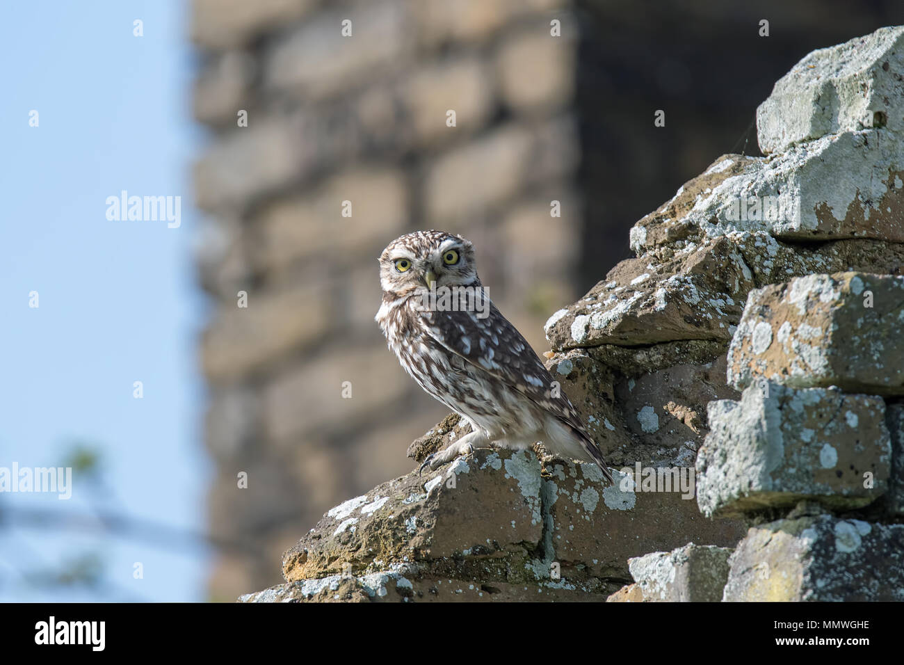 Kleine Eule Stockfoto