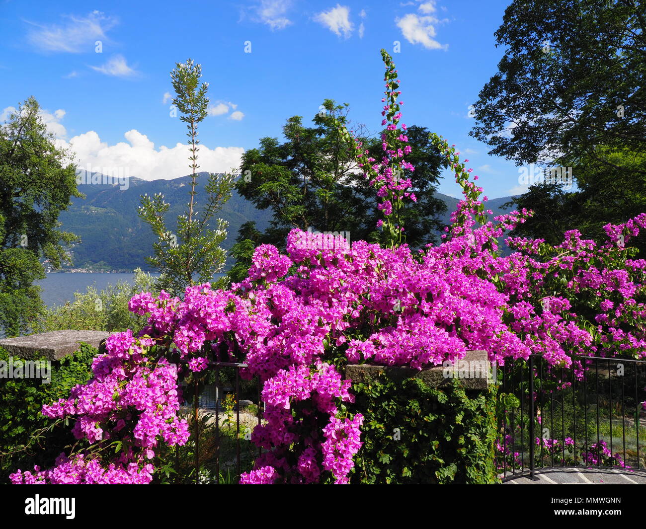 Lila Bougainvillea Blumen, exotische Pflanzen auf Insel Brissago, Schweiz  alpine Landschaften Blick auf Schweizer Lago Maggiore auf europäischer  Ascona Stadt, cle Stockfotografie - Alamy