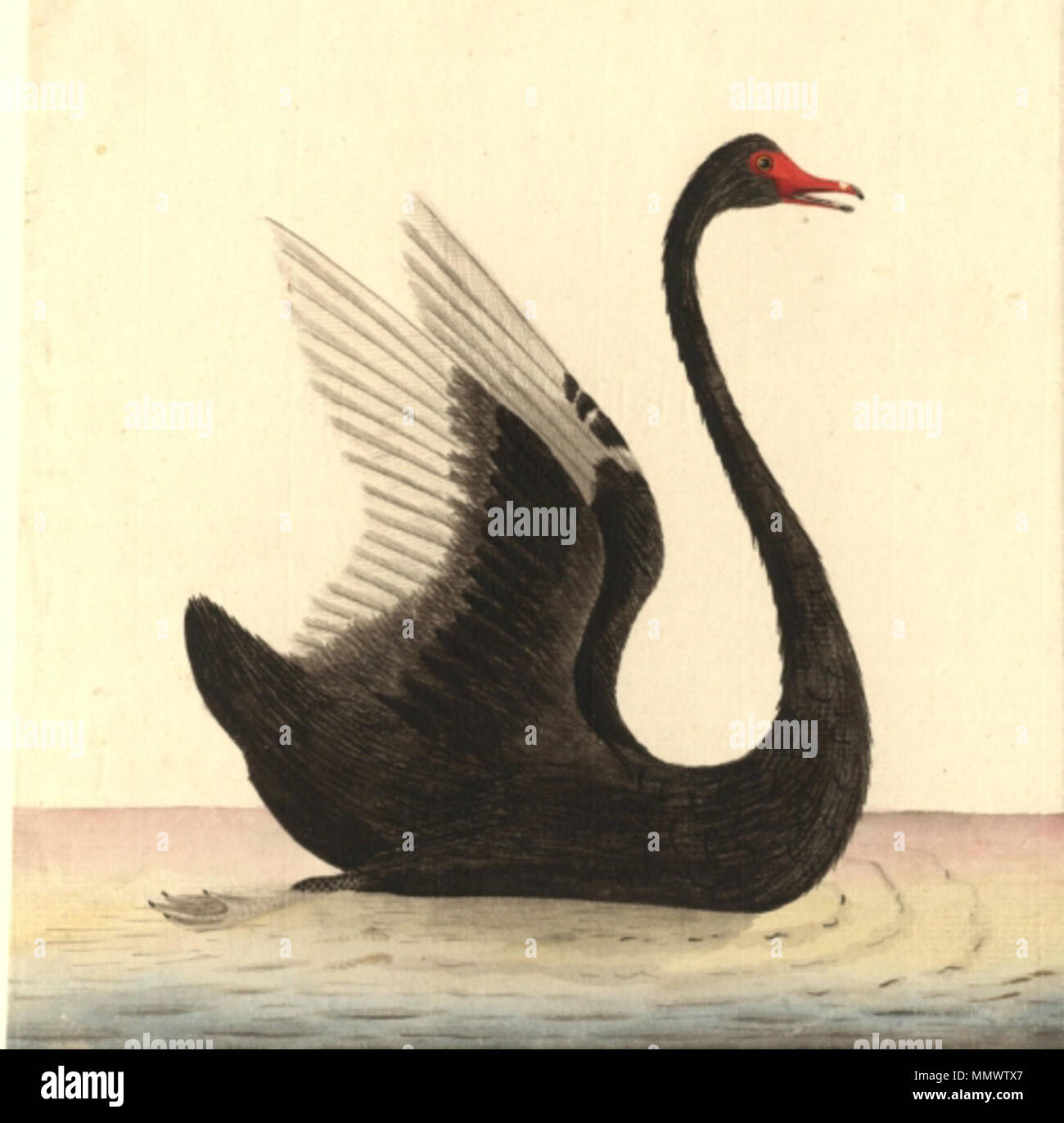 . Sehr frühen Darstellung von Cygnus atratus, den Titel "Black Swan", eingeborener Name 'Mulgo'. [Zwischen 1788 und 1792]. Die Zeichnung ist unsigned und Undatierten, aber wurde in London im Jahre 1792 veröffentlicht (siehe Hinweis unten). Attribution wird der Begriff Port Jackson Maler gegeben. Cygnus atratus" Mulgo" (7/8) Stockfoto