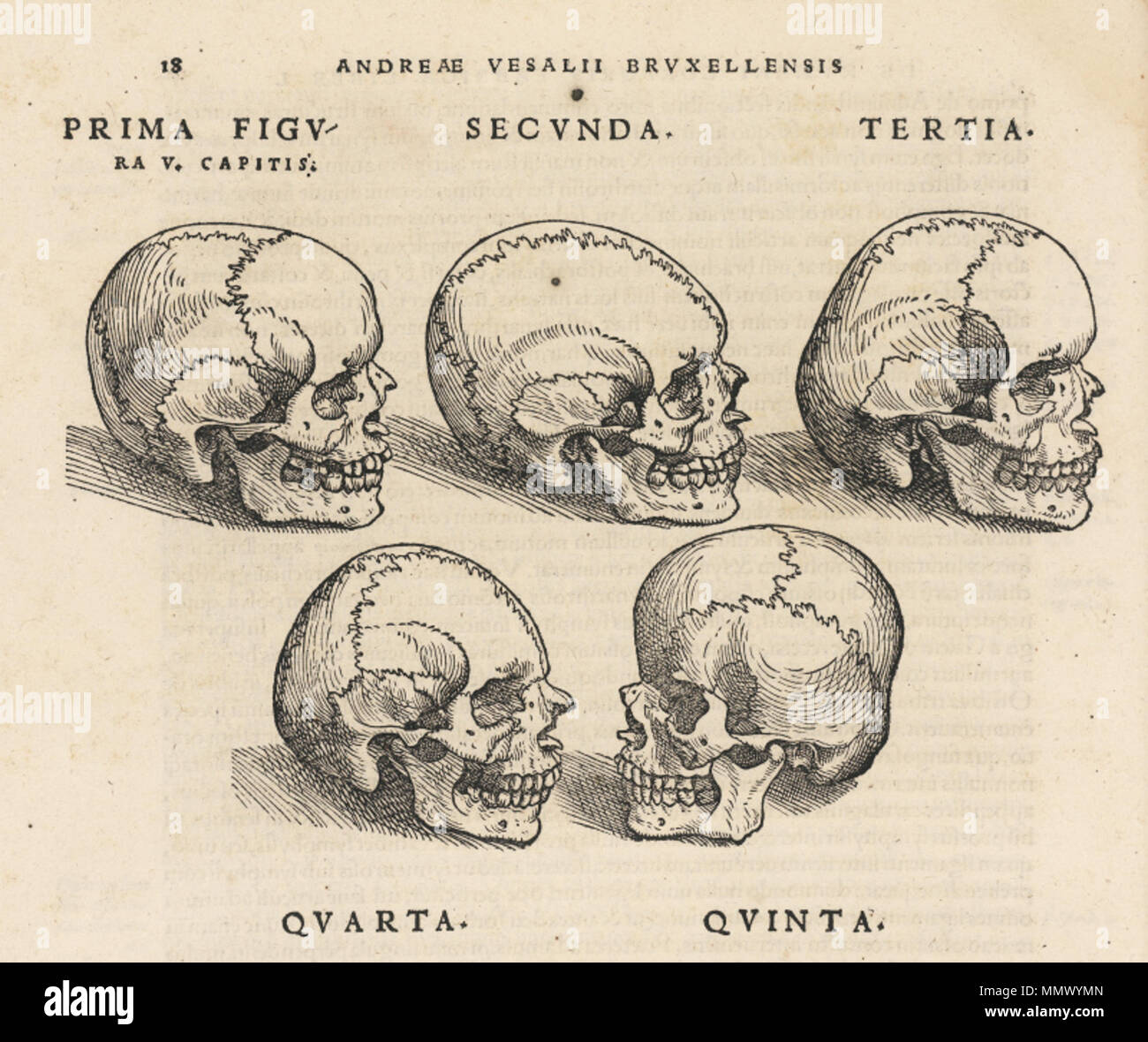 . Englisch: Seziert menschlichen Körper. . 1543. Andreas Vesalius (1514-1564) Alternative Namen Andreas van Wesel, Andreas Vesal, André Vesalio, Andre Vesale Beschreibung flämischen Maler und Anatom Datum der Geburt / Tod 31. Dezember 1514 vom 15. Oktober 1564 Ort der Geburt / Todes Bruxelles Zakynthos Authority control: Q 170267 VIAF:?:? ISNI 51696979 0000 0001 2132 6681 ULAN:?? n 500327607 LCCN: 81035178 NLA:? 35580728 WorldCat De Humani Corporis Fabrica (14) Stockfoto