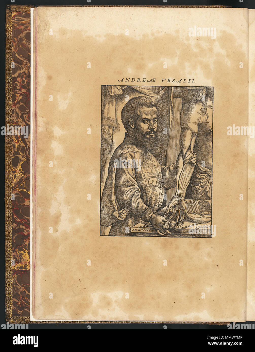 . Englisch: Seziert menschlichen Körper. . 1543. Andreas Vesalius (1514-1564) Alternative Namen Andreas van Wesel, Andreas Vesal, André Vesalio, Andre Vesale Beschreibung flämischen Maler und Anatom Datum der Geburt / Tod 31. Dezember 1514 vom 15. Oktober 1564 Ort der Geburt / Todes Bruxelles Zakynthos Authority control: Q 170267 VIAF:?:? ISNI 51696979 0000 0001 2132 6681 ULAN:?? n 500327607 LCCN: 81035178 NLA:? 35580728 WorldCat De Humani Corporis Fabrica (15) Stockfoto