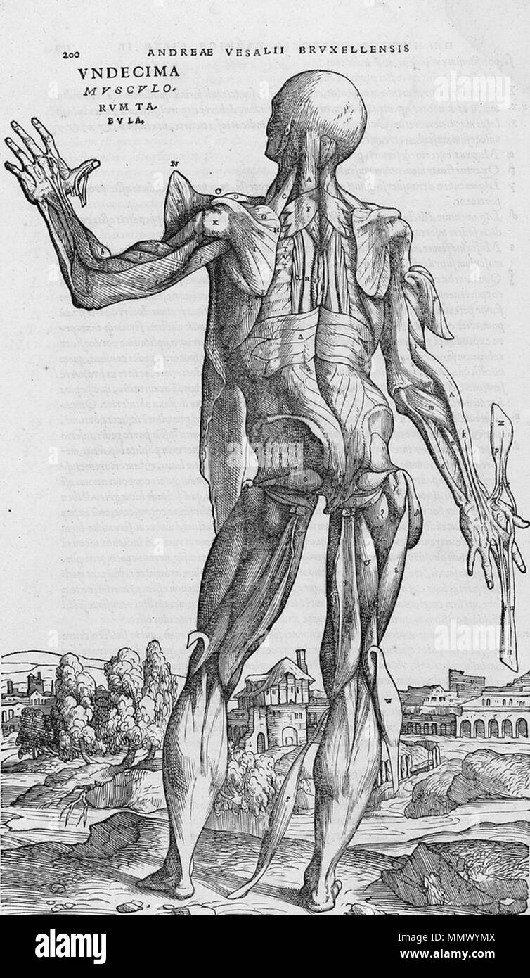 . Englisch: Seziert menschlichen Körper. . 1543. Andreas Vesalius (1514-1564) Alternative Namen Andreas van Wesel, Andreas Vesal, André Vesalio, Andre Vesale Beschreibung flämischen Maler und Anatom Datum der Geburt / Tod 31. Dezember 1514 vom 15. Oktober 1564 Ort der Geburt / Todes Bruxelles Zakynthos Authority control: Q 170267 VIAF:?:? ISNI 51696979 0000 0001 2132 6681 ULAN:?? n 500327607 LCCN: 81035178 NLA:? 35580728 WorldCat De Humani Corporis Fabrica (20) Stockfoto