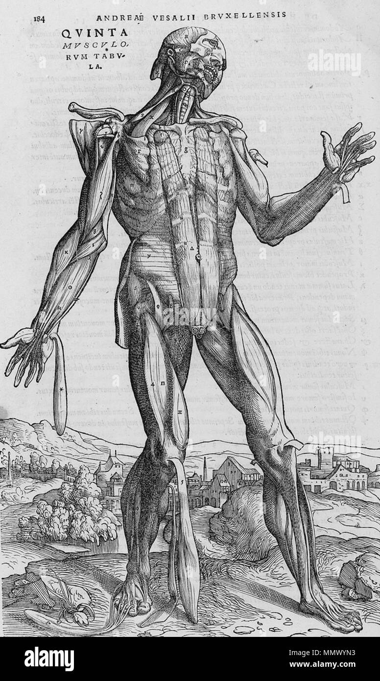 . Englisch: Seziert menschlichen Körper. . 1543. Andreas Vesalius (1514-1564) Alternative Namen Andreas van Wesel, Andreas Vesal, André Vesalio, Andre Vesale Beschreibung flämischen Maler und Anatom Datum der Geburt / Tod 31. Dezember 1514 vom 15. Oktober 1564 Ort der Geburt / Todes Bruxelles Zakynthos Authority control: Q 170267 VIAF:?:? ISNI 51696979 0000 0001 2132 6681 ULAN:?? n 500327607 LCCN: 81035178 NLA:? 35580728 WorldCat De Humani Corporis Fabrica (24) Stockfoto